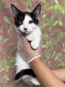 ROOT BEER -  Domestic Short Hair Cat for Adoption in San Antonio, Texas - ROOT BEER | PetCurious