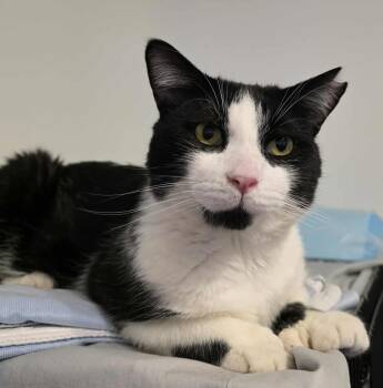 Rescue Domestic Short Hair Cats for Adoption in Terrebonne, Quebec - Monarch | PetCurious