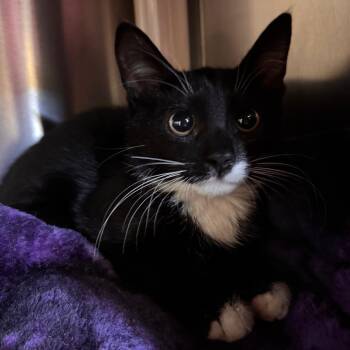 Moondancer -  Domestic Short Hair Cat for Adoption in Lynchburg, Virginia - Moondancer | PetCurious
