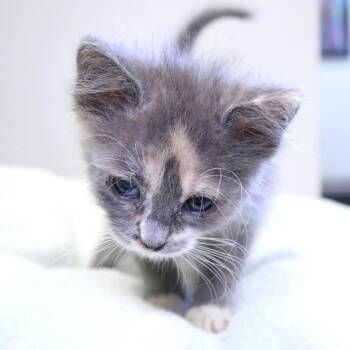 Peppermint (26-1Q-5) -  Domestic Medium Hair Cat for Adoption in Rifle, Colorado - Peppermint (26-1Q-5) | PetCurious