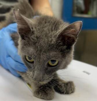 Graycie -  Domestic Short Hair Cat for Adoption in Golden, Colorado - Graycie | PetCurious