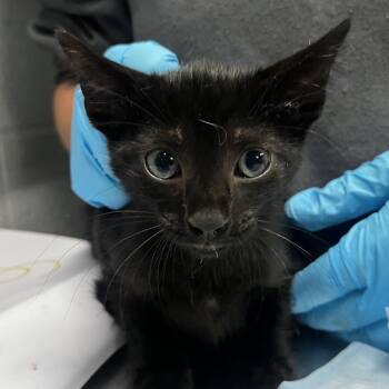 Paris -  Domestic Short Hair Cat for Adoption in Summerville, South Carolina - Paris | PetCurious