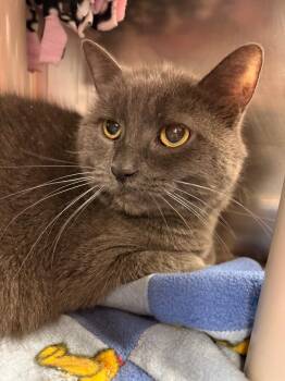 Ava -  Domestic Short Hair Cat for Adoption in Detroit, Michigan - Ava | PetCurious
