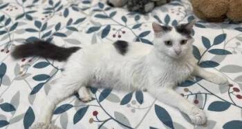 Mama Owens -  Domestic Medium Hair and Domestic Short Hair Cat Available for Adoption in Fort Worth, Texas - Mama Owens | PetCurious