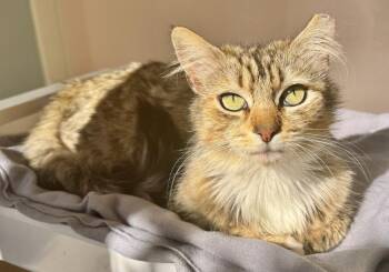 Tabby and Domestic Short Hair Cats Available for Adoption in San Luis Obispo, California - Enchanting Ella With Emerald Eyes | PetCurious