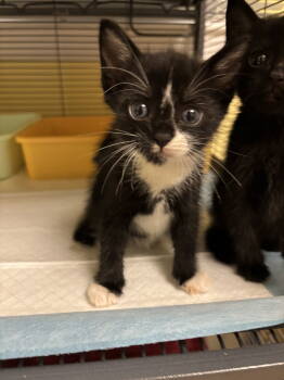 Rescue Domestic Short Hair Cats for Adoption in Trenton, New Jersey - Bertrand O | PetCurious