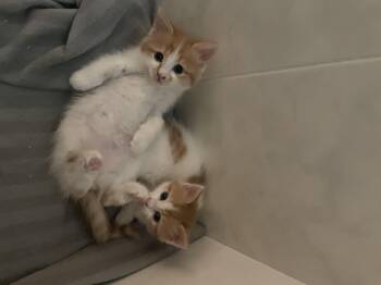 Rescue Domestic Long Hair Cats for Adoption in Franklin Township, New Jersey - Pelli, Odi, Callo And Mina, Furry Balls Of Love | PetCurious