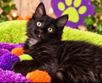 Dollie -  Domestic Long Hair Cat for Adoption in Millcreek, Utah - Dollie | PetCurious