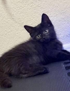 Domestic Short Hair Cats Available for Adoption in Tucson, Arizona - Cargo | PetCurious