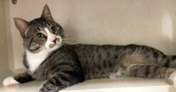 Salem -  Domestic Short Hair Cat for Adoption in Elmsford, New York - Salem | PetCurious