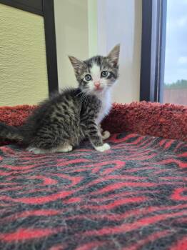 Truman -  Domestic Short Hair Cat for Adoption in Shawnee, Oklahoma - Truman | PetCurious
