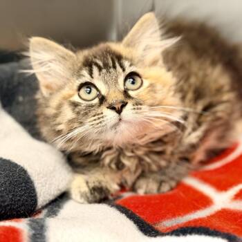 Stevie -  Domestic Long Hair Cat for Adoption in Jackson Township, New Jersey - Stevie | PetCurious