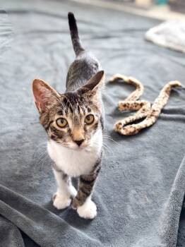 Rescue Domestic Short Hair Cats for Adoption in Calgary, Alberta - Snorlax | PetCurious