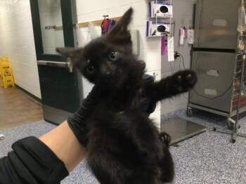 A1935949 -  Domestic Short Hair Cat for Adoption in Thousand Palms, California - A1935949 | PetCurious