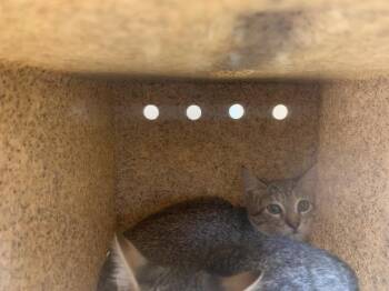 A1935112 -  Domestic Short Hair Cat for Adoption in Thousand Palms, California - A1935112 | PetCurious
