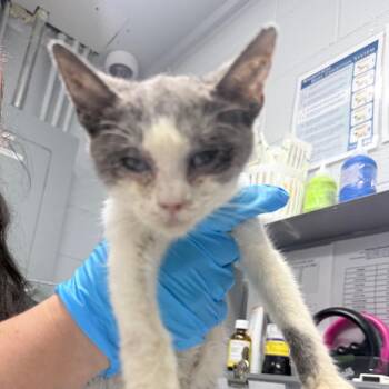 Noodle -  Domestic Short Hair Cat for Adoption in Summerville, South Carolina - Noodle | PetCurious