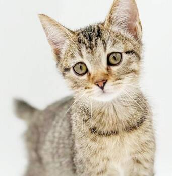 Timmy - Terrific Fun Mushy Snugglebug BOBTAIL -  American Bobtail and Tabby Cat for Adoption in Bedford Hills, New York - Timmy - Terrific Fun Mushy Snugglebug BOBTAIL | PetCurious