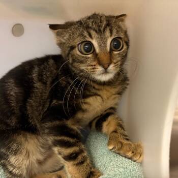 Fiona -  Domestic Short Hair Cat for Adoption in Goshen, Indiana - Fiona | PetCurious