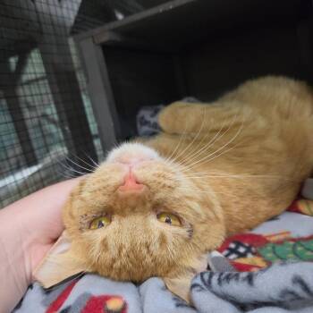 Cannon -  Domestic Medium Hair Cat for Adoption in Pinellas Park, Florida - Cannon | PetCurious