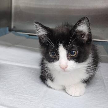 Expo -  Domestic Short Hair Cat for Adoption in Corbin, Kentucky - Expo | PetCurious