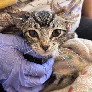 Vermillion -  Domestic Short Hair Cat for Adoption in Kanab, Utah - Vermillion | PetCurious