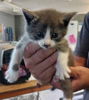 Faelina -  Domestic Short Hair Cat for Adoption in West Memphis, Arkansas - Faelina | PetCurious