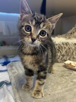 MAGIC -  Domestic Short Hair Cat for Adoption in Louisville, Kentucky - MAGIC | PetCurious