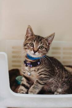 94804a Shaggy-PetSmart West Ashley -  Domestic Short Hair Cat for Adoption in North Charleston, South Carolina - 94804a Shaggy-PetSmart West Ashley | PetCurious