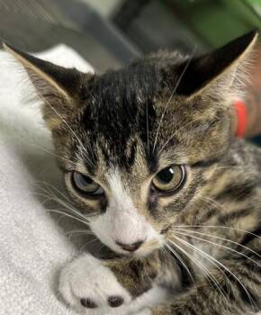 Stunna Girl -  Domestic Short Hair Cat for Adoption in Kansas City, Missouri - Stunna Girl | PetCurious