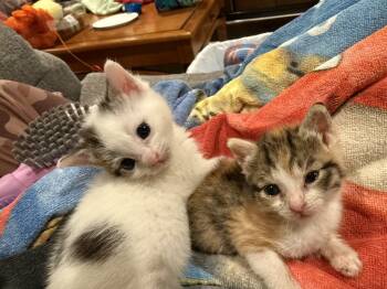 Rescue Domestic Short Hair Cats for Adoption in Verona, New Jersey - Elsa & Olaf (bonded Pair) | PetCurious