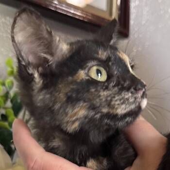 Rescue Tortoiseshell Cats for Adoption in Conroe, Texas - KitKat (Candy Litter) | PetCurious