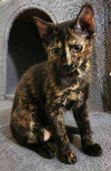 Amethyst -  Tortoiseshell Cat for Adoption in Yuba City, California - Amethyst | PetCurious