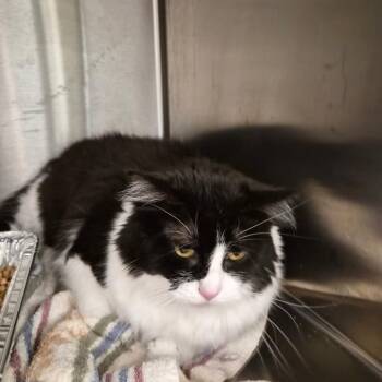Cookie -  Domestic Medium Hair Cat for Adoption in Bentonville, Arkansas - Cookie | PetCurious