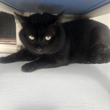 Beef (Frisco) -  Domestic Short Hair Cat for Adoption in Sarasota, Florida - Beef (Frisco) | PetCurious
