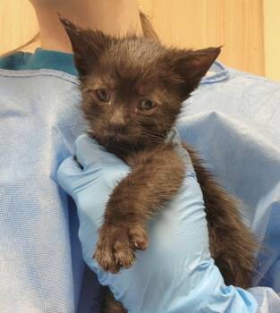 Buzz Lighter -  Domestic Short Hair Cat for Adoption in Kennewick, Washington - Buzz Lighter | PetCurious