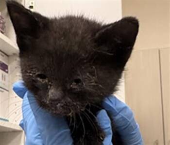 Domestic Short Hair Cats Available for Adoption in Las Vegas, Nevada - A1419505 | PetCurious