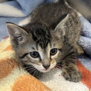 Plate -  Domestic Short Hair Cat for Adoption in Matteson, Illinois - Plate | PetCurious