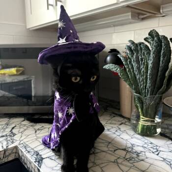 Rescue Domestic Short Hair Cats for Adoption in Sonoma, California - Buttons | PetCurious