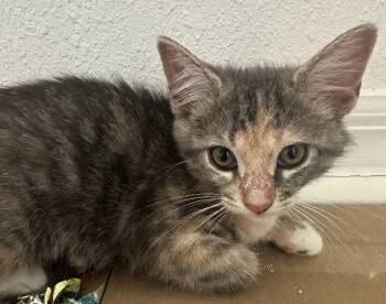 Domestic Short Hair Cats Available for Adoption in Oviedo, Florida - Edith | PetCurious