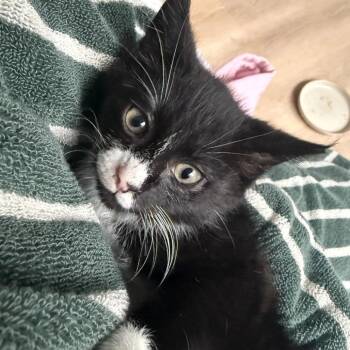 Sumac -  Domestic Short Hair Cat for Adoption in Chicago, Illinois - Sumac | PetCurious