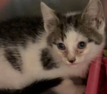 CASSIAN -  Domestic Short Hair Cat for Adoption in Elizabethton, Tennessee - CASSIAN | PetCurious