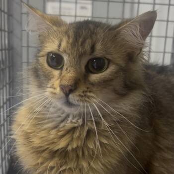 Domestic Medium Hair Cats Available for Adoption - Mitzi | PetCurious