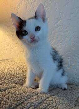 American Shorthair Cats Available for Adoption in Beaverton, Oregon - Angus | PetCurious