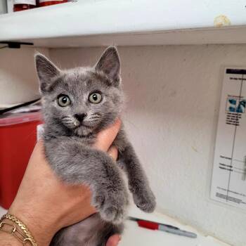 Bastet (Tan collar) -  Domestic Short Hair Cat for Adoption in Belfair, Washington - Bastet (Tan Collar) | PetCurious