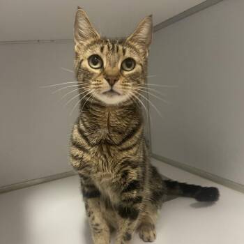Sodium -  Domestic Short Hair Cat for Adoption in Binghamton, New York - Sodium | PetCurious