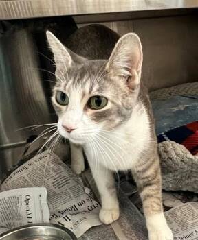 Domestic Short Hair Cats Available for Adoption in Houston, Texas - DAHLIA | PetCurious