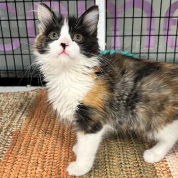 Zelda -  Domestic Long Hair Cat for Adoption in Des Moines, Iowa - Zelda | PetCurious
