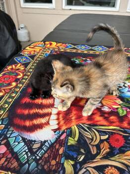 Kokomo -  Calico Cat for Adoption in Orlando, Florida - Kokomo | PetCurious