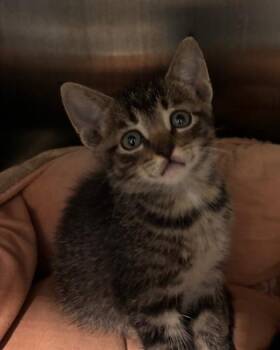 Wren -  Domestic Short Hair Cat Available for Adoption in Port St. Joe, Florida - Wren | PetCurious
