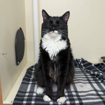 Rescue Domestic Medium Hair Cats for Adoption in Portland, Oregon - Denali | PetCurious